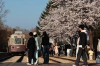 노원구 화랑대철도공원, 벚꽃 절정