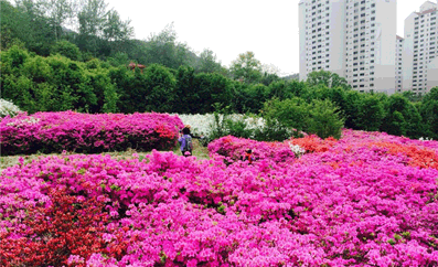 상계동 철쭉동산