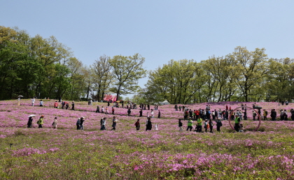 불암산 철쭉제 사진4