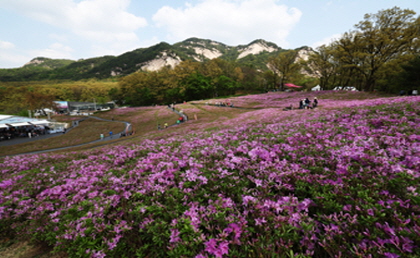 불암산 철쭉제 사진1