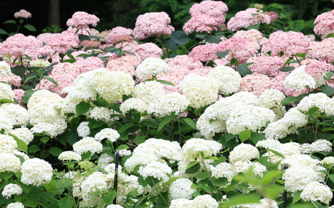 수국정원 조성 이미지